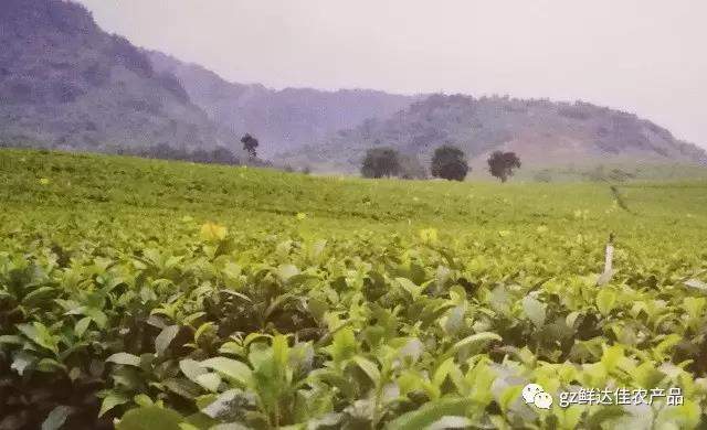 綠一佳基地